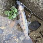 2025年9月18日  今年最後の群馬の渓流